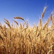 Экспорт и фуражной Пшеница фото
