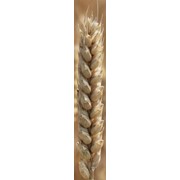 Семена озимой пшеницы “Шестопаловка“ фотография