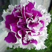 Семена цветов петунии Пируэт F1 200 шт. драже пурпурный пикотэ фотография