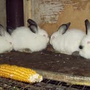 Молодняк кроликов фото