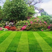 Газонная трава “Универсальный газон для города“ фото