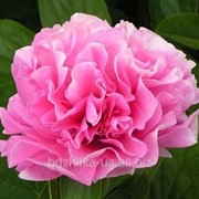 Пионы 'Carnation Bouquet'