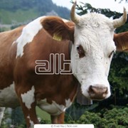Скот крупный рогатый. Порода Украинская Червоноряба и Волынская мясная фото