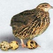 Яйца инкубационные перепелов породы “Маньчжурские“. фотография