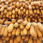Семена кукурузы сорт Сиско ФАО 400
