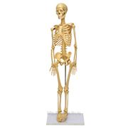 Модель «Скелет человека» (85см) фото