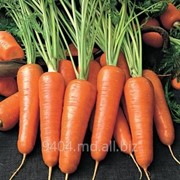 Морковь от производителя фото
