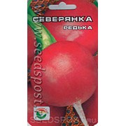 Редька Северянка ц/п СБ фото