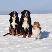 Дрессировка больших и маленьких собак фото