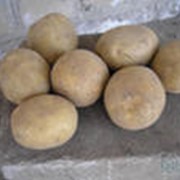Картофель Импала фото