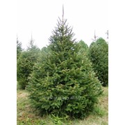 Ель сербская Picea Omorika 100-125