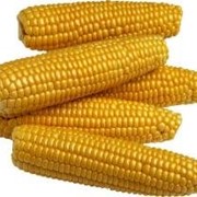 Купить гибрид кукурузы Оржица 237 МВ фото