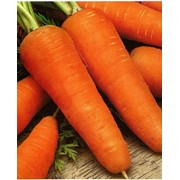 Морковь сорт “Шантане“ фотография