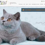 Британские котята Фэнси Бокс фото