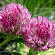 Клевер луговой (Trifolium pratense) цветки 100 грамм фото