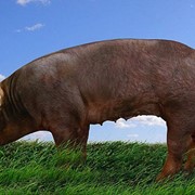 Живое поголовье свиней 1 категории (бекон), порода дюрок.