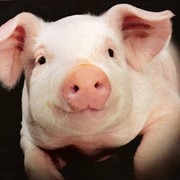 Продажа свиней живым весом, цена за кг, Украина, Киев, Мироновка, купить фото