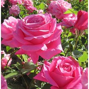 Среднерослые розы, Ydeal Home фото