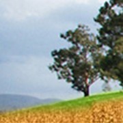 Пшеница озимая мягкая, сорт Белоснежка фотография