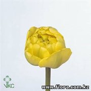 Тюльпан Yellow Pomponnet