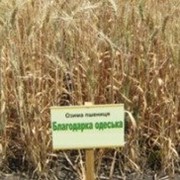 Cемена озимой пшеницы Благодарка Одеская, элита фото