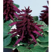 Семена цветов Сальвия Сальса 100 шт. пурпурный фотография