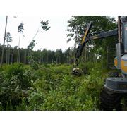 Расчистка и санитарная вырубка леса фото