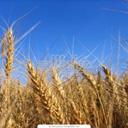 Пшеница мягких сортов фотография