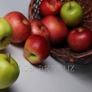 Листовая подкормка яблонь Аминокат 10-%, 1,0 л/га + КеликZn, 0,5 л/га фотография