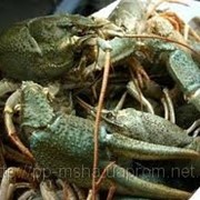 Продам Живые раки (Astacus Petodactylus). Раки живые, отборные 30-50г Раки живые, большие 50-70г Раки живые, средняя 70-100г фото