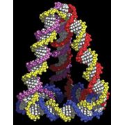 Исследоввание ДНК методом ПЦР фотография