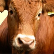 Комбикорма для КРС, Комбикорма для крупного рогатого скота, Комбикорм для крупного рогатого скота фото