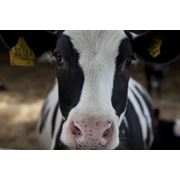 Выращивание коров фото