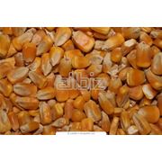 Выращивание кормовых культур фото