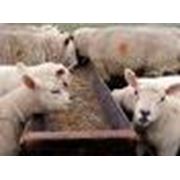 Грануляция комбикормов фото