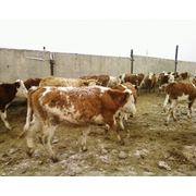 Закуп КРС живым весом мясомолочного и молочного направления (телки нетели) для разведения фото