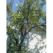 Спил аварийных деревьев Буча фото