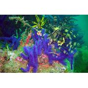 Услуги спортивного инструктора подводный натуралист Underwater Naturalist фото