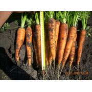 Морковь голландских сортов
