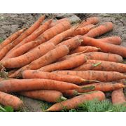Морковь стандартная фото
