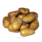 Возделывания сортового картофеля фото