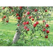 Яблоки айдаред фото