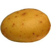 Картофель семенной фотография
