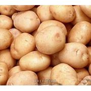 Картофель семенной фото