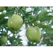 Яблоки зеленые фотография