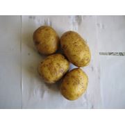 Семенной картофель фотография