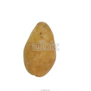 Посадка картофеля фото