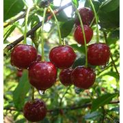 Саженцы плодово-ягодные фото