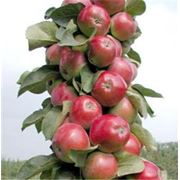 Саженцы яблони Женева Эрли фото