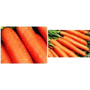 Семена моркови Юкон F1/Yukon F1 фото